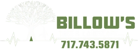 Billow's Tree and Landscape