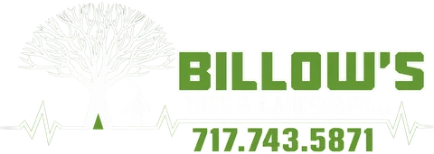 Billow's Tree and Landscape
