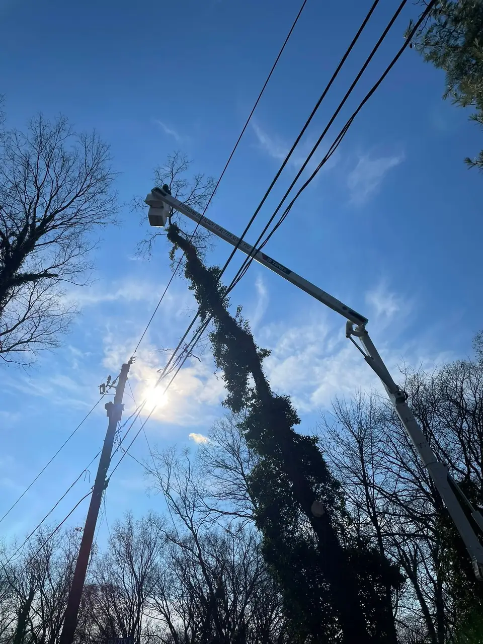 Tree growing up between overhead lines