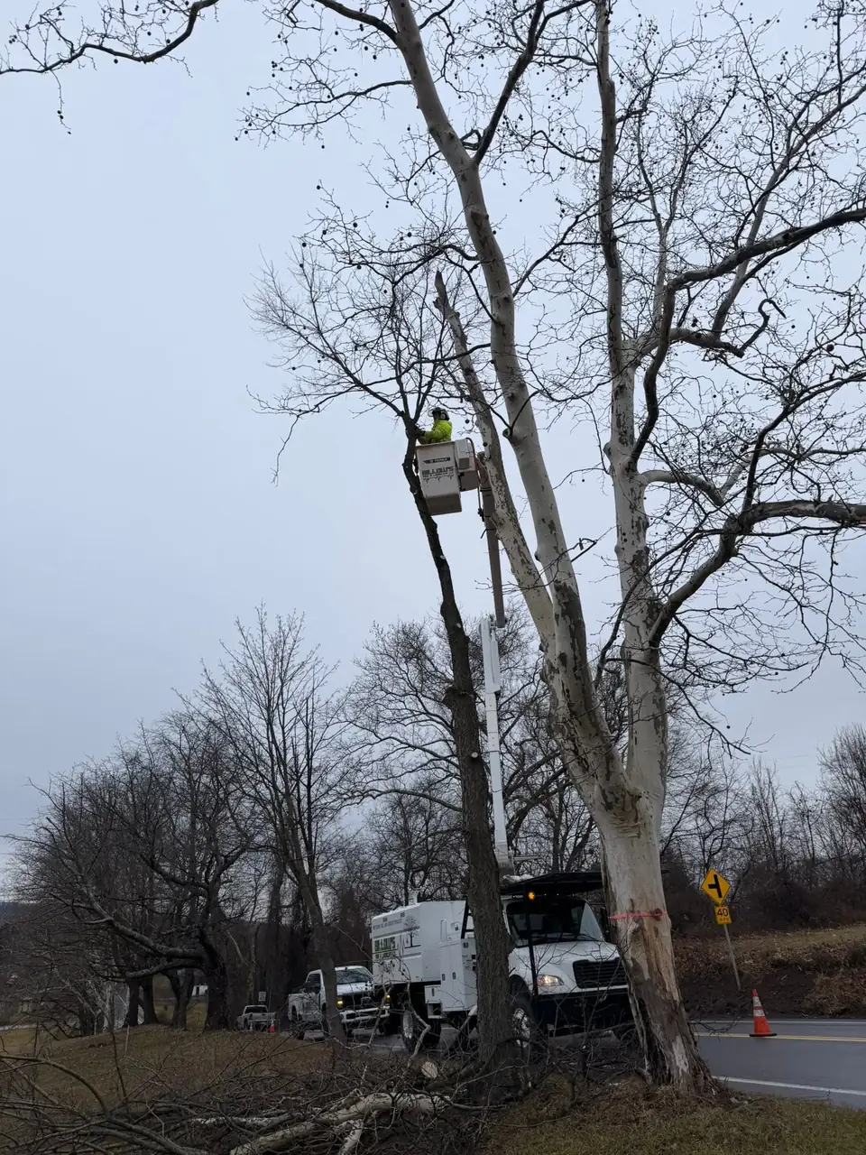 Bucket truck trimming a sycamore by the road