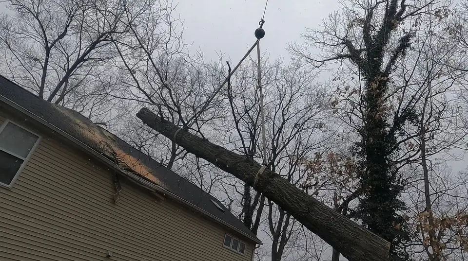 Trunk section lifted over the roof