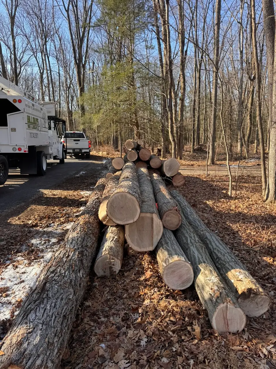 Logs stacked beside a cleared area