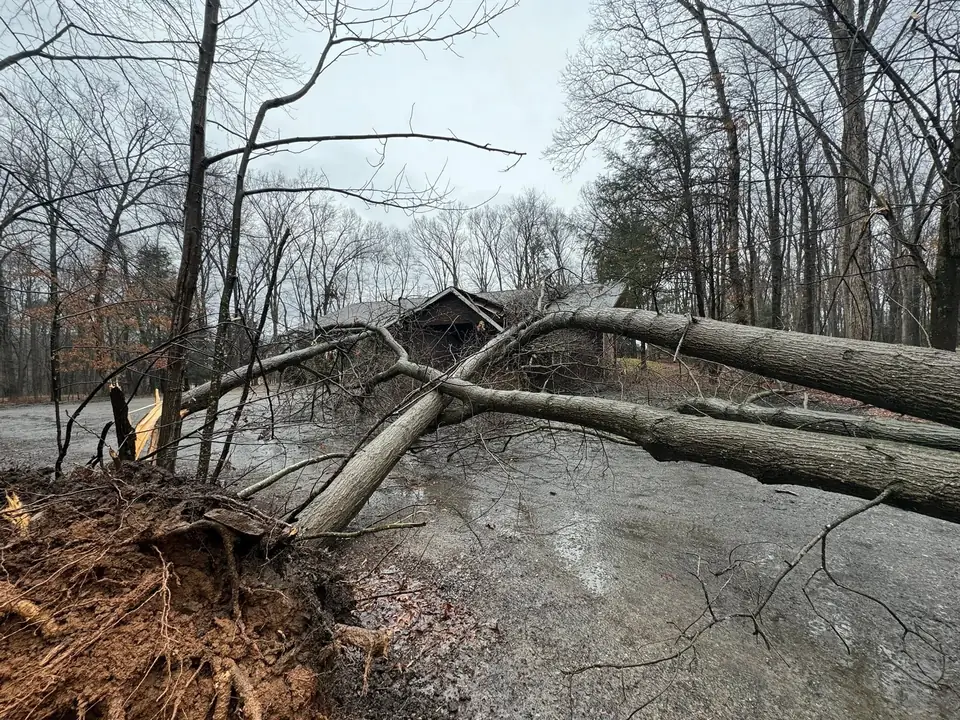 Uprooted tree lying across a pavilion